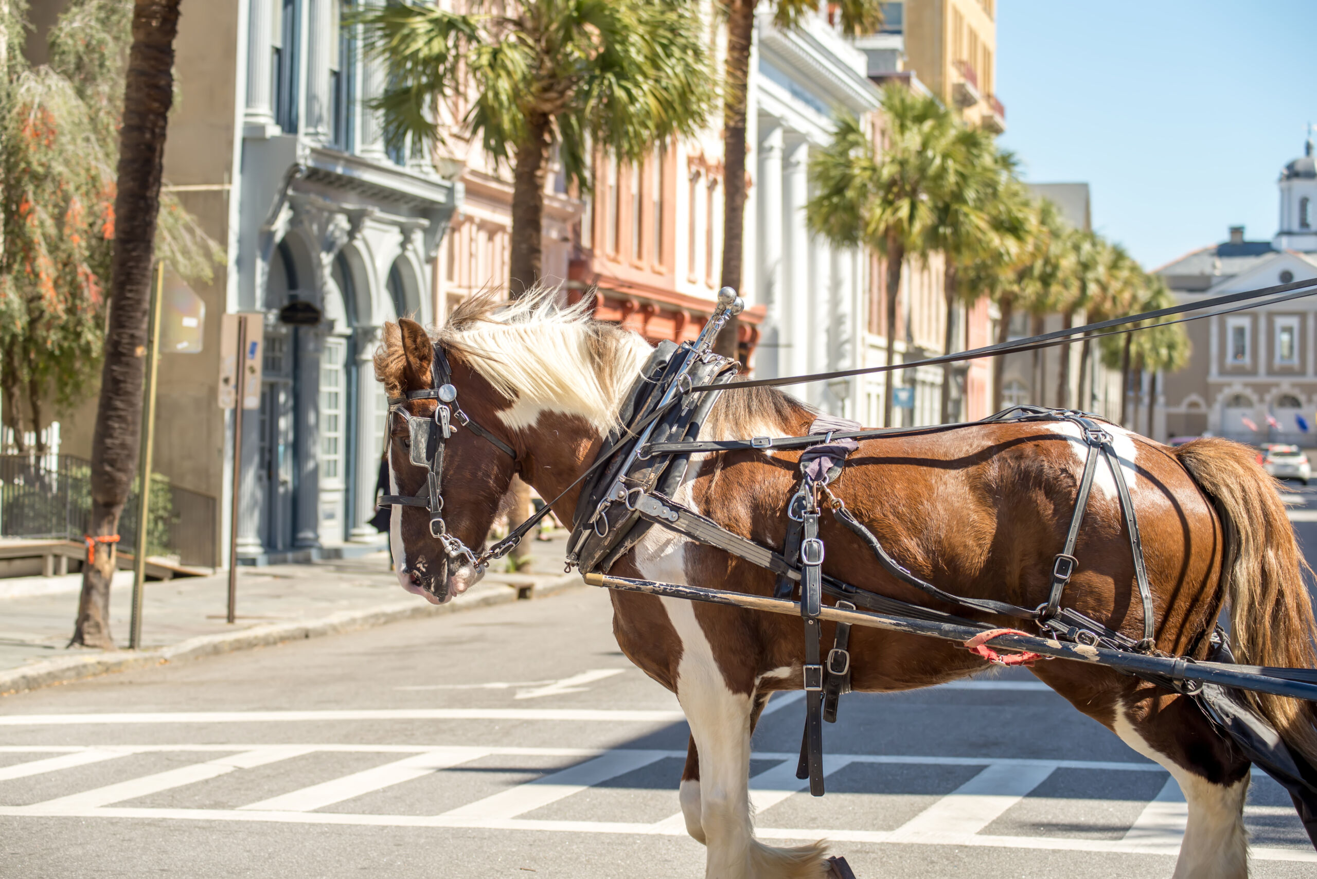horsecharleston scaled horsecharleston scaled